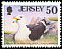 Great Black-backed Gull Larus marinus  1998 Seabirds and waders 