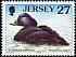 Common Scoter Melanitta nigra  1999 Seabirds and waders 