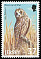 Short-eared Owl Asio flammeus