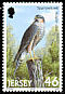 Eurasian Sparrowhawk Accipiter nisus