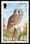 Tawny Owl Strix aluco