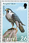 Peregrine Falcon Falco peregrinus