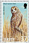 Short-eared Owl Asio flammeus