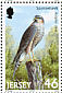 Eurasian Sparrowhawk Accipiter nisus