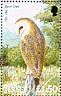 Western Barn Owl Tyto alba