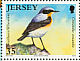 Northern Wheatear Oenanthe oenanthe