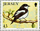 European Pied Flycatcher Ficedula hypoleuca  2008 Migrating birds Sheet