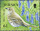 Mistle Thrush Turdus viscivorus