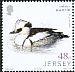 Smew Mergellus albellus