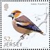 Hawfinch Coccothraustes coccothraustes