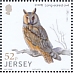 Long-eared Owl Asio otus