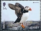 Atlantic Puffin Fratercula arctica