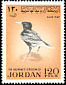 White-crowned Wheatear Oenanthe leucopyga  1970 Birds 