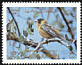 Black-headed Bunting Emberiza melanocephala  1987 Birds 