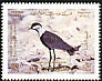 Spur-winged Lapwing Vanellus spinosus  1987 Birds 