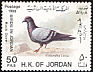 Rock Dove Columba livia  1988 Birds 