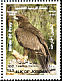 Greater Spotted Eagle Clanga clanga