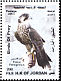 Peregrine Falcon Falco peregrinus