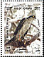 Eurasian Sparrowhawk Accipiter nisus