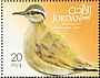 Cream-colored Courser Cursorius cursor