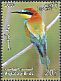 European Bee-eater Merops apiaster