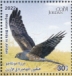 Montagu's Harrier Circus pygargus  2023 Migratory birds Sheet