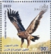 Steppe Eagle Aquila nipalensis