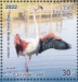 Greater Flamingo Phoenicopterus roseus