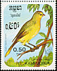 Saffron Finch Sicalis flaveola