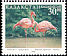 Greater Flamingo Phoenicopterus roseus  1998 Birds 