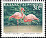 Greater Flamingo Phoenicopterus roseus