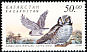 Northern Hawk-Owl Surnia ulula  2001 Owls 