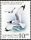 Pallas's Gull Ichthyaetus ichthyaetus  2002 Birds 