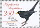 Common Blackbird Turdus merula  2011 Urban birds 