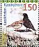 Black Lark Melanocorypha yeltoniensis  2013 Steppe birds Sheet