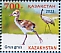 Common Crane Grus grus