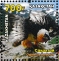 Bearded Vulture Gypaetus barbatus