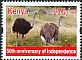 Common Ostrich Struthio camelus