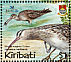 Bristle-thighed Curlew Numenius tahitiensis  2004 BirdLife International Sheet