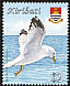 Ring-billed Gull Larus delawarensis  2008 Birds 