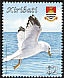 Ring-billed Gull Larus delawarensis