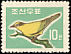 Black-naped Oriole Oriolus chinensis  1961 Birds 