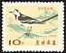 White Wagtail Motacilla alba  1965 Korean birds 