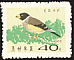 Chinese Grosbeak Eophona migratoria  1965 Korean birds 