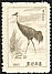 Hooded Crane Grus monacha  1965 Wading birds 