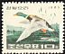 Mallard Anas platyrhynchos  1965 Korean ducks 