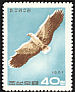Booted Eagle Hieraaetus pennatus  1967 Birds of prey 