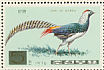 Lady Amherst's Pheasant Chrysolophus amherstiae