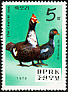 Muscovy Duck Cairina moschata  1979 Zoo animals 
