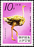 Common Ostrich Struthio camelus  1979 Zoo animals 